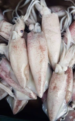 Squid - Image 2